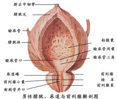 前列腺炎